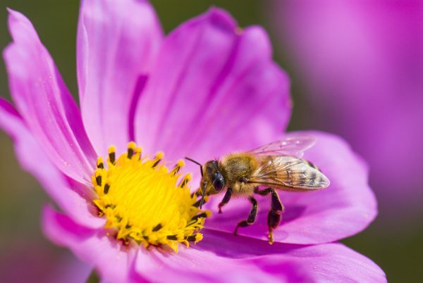 The Green Homeowner’s Guide to Creating a Pollinator-Friendly Yard and Garden